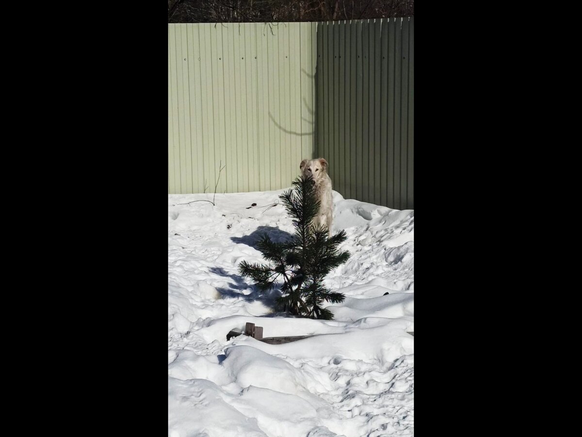 Спряталась за ёлочкой.