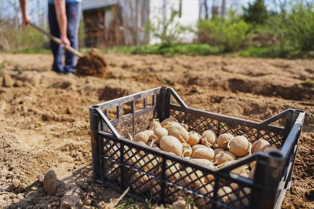 Первый урожай картофеля. Богатый урожай картофеля. Сажать картошку. Посадка картошки в солому. Пора сажать картошку.