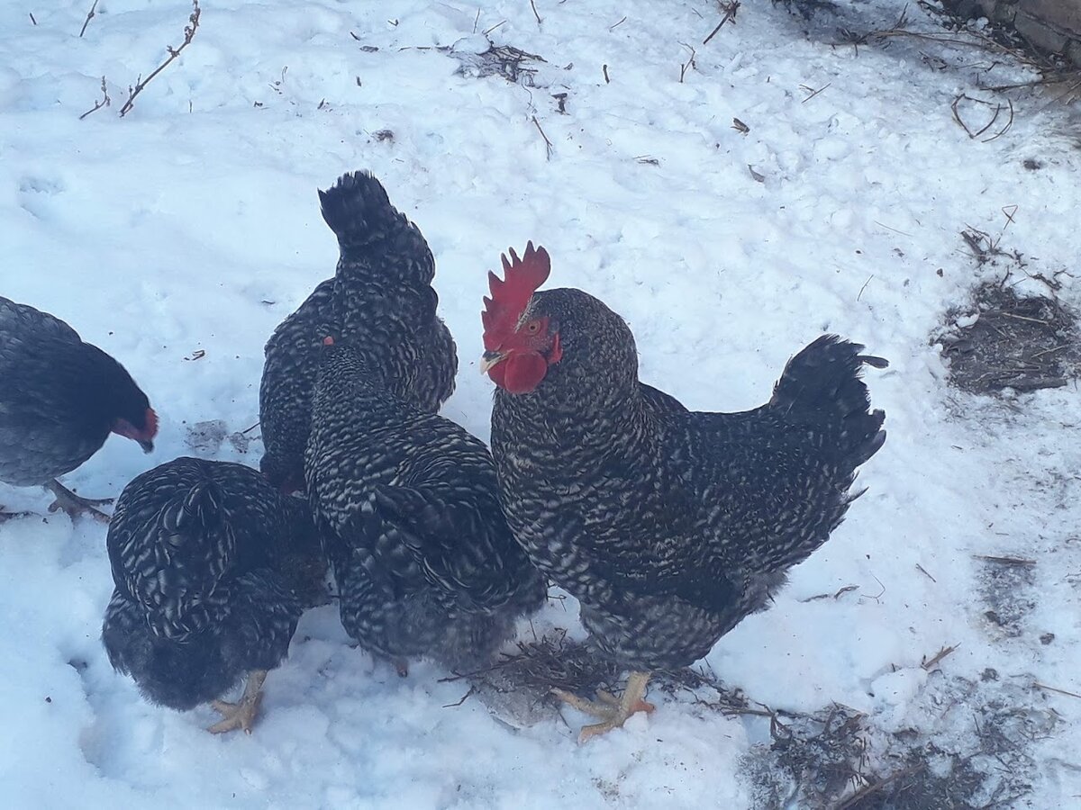 Доминанты мои такие славные. Очень жаль что так все вышло