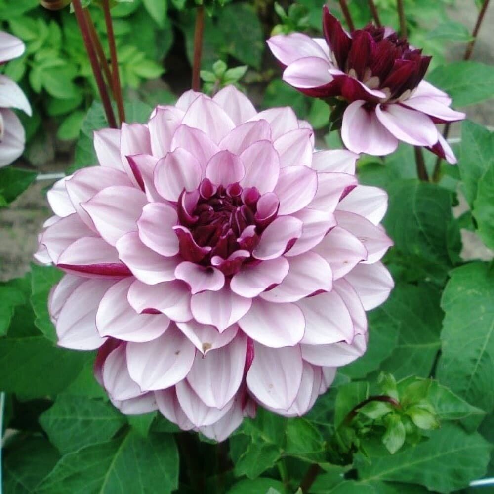 Creme De Cassis