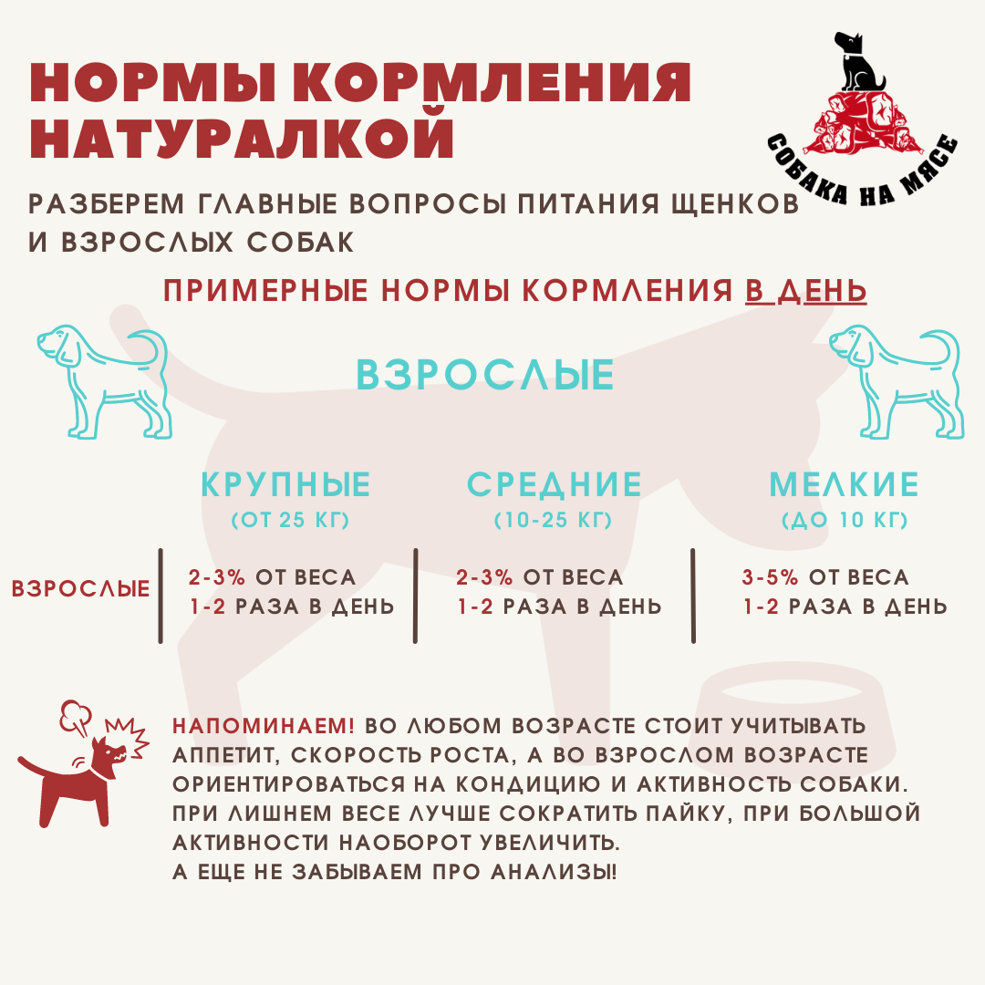 Сколько еды давать йорку. Сколько еды давать йорку