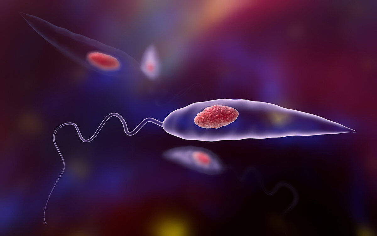 Лейшмания (статья промастиготы)