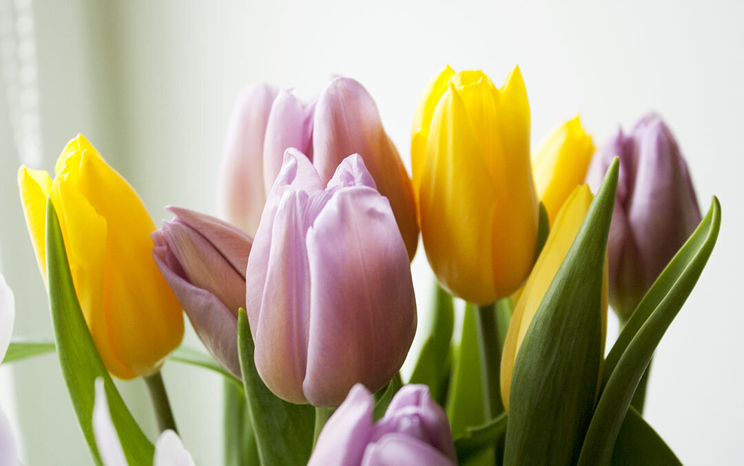 В моём интерьере тюльпаны - обязательные цветы.  