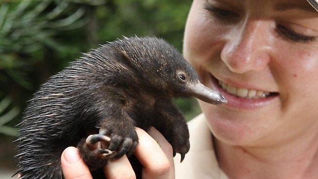 Паггл. https://newcastlebeach.org/images/puggle-australian-17.jpg