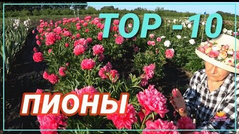 Прекрасные пионы для вашего сада. Часть 3 / Сад Ворошиловой