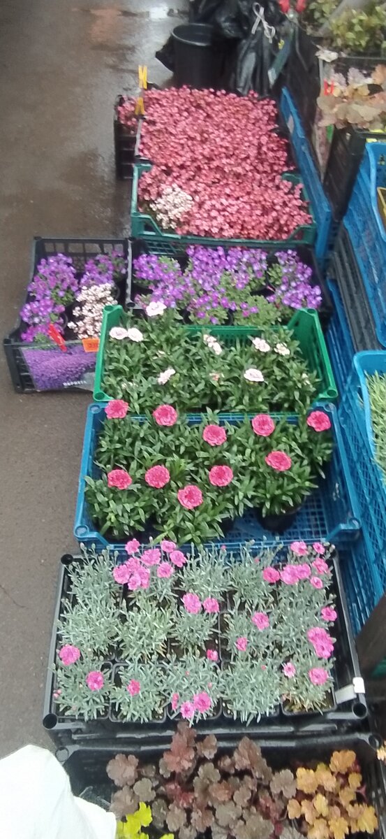 Цветочное изобилие, все эти цветы привозят из питомника. Цены конечно подороже, чем у частников. 