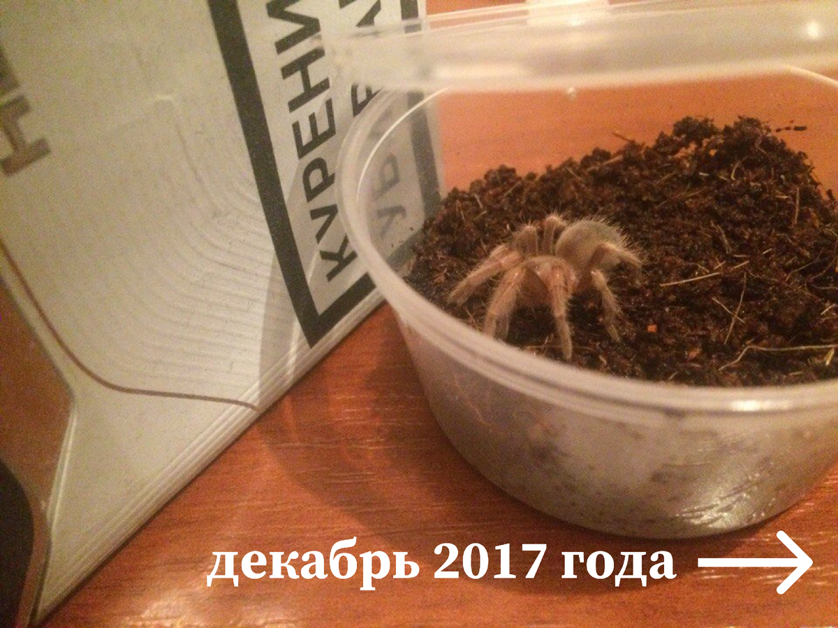 5 лет назад мы завели паука–птицееда с побережья Мексики, который достигает  17 сантиметров в длину | 4 святых кота, паук и я | Дзен