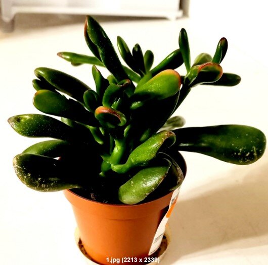 Это то, что я купила в Максидоме и принесла домой. Здесь два растения, и им очень тесно в одном  очень маленьком горшке.