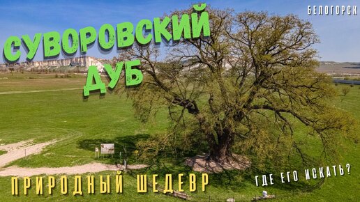 Суворовский дуб. Впечатляющая природная достопримечательность Крыма возрастом более 750 лет. Где находится и как выглядит?