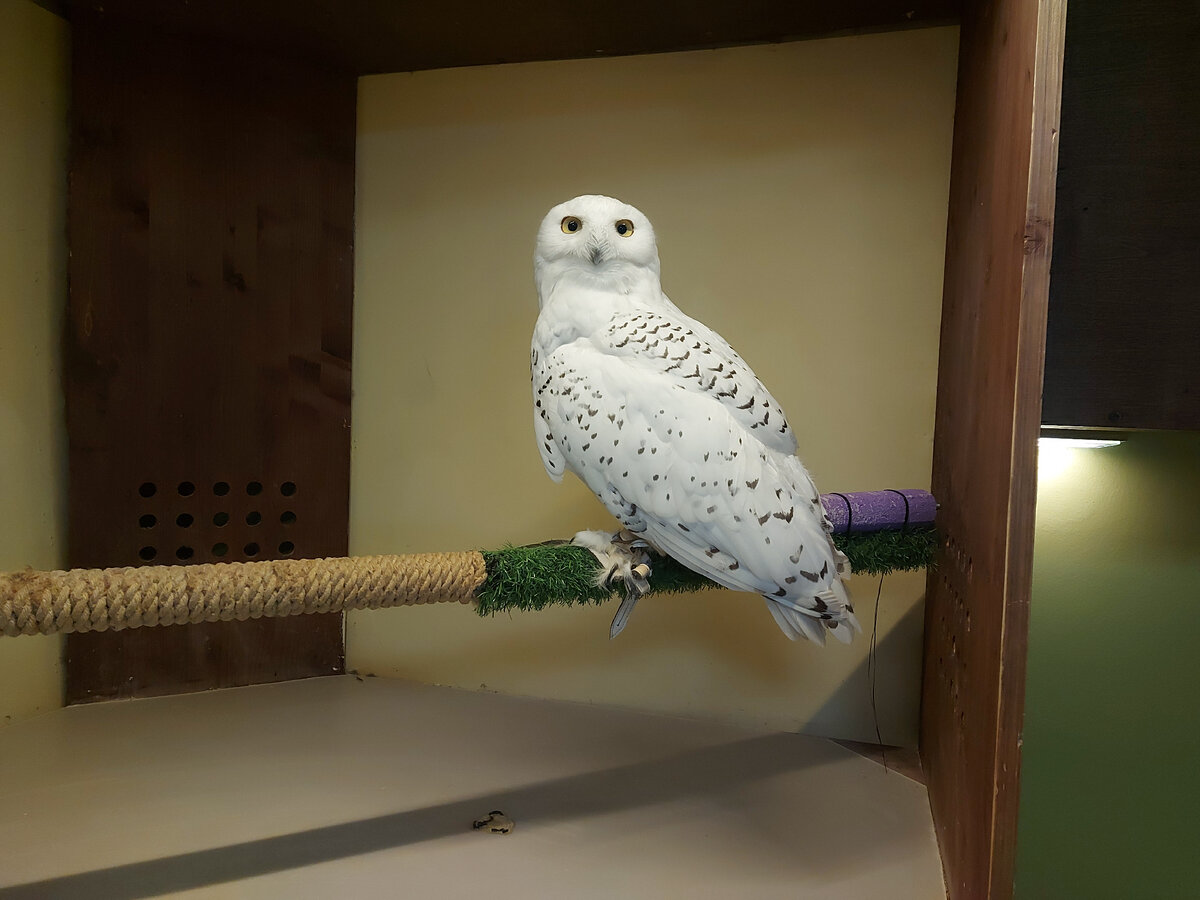 Полярная сова