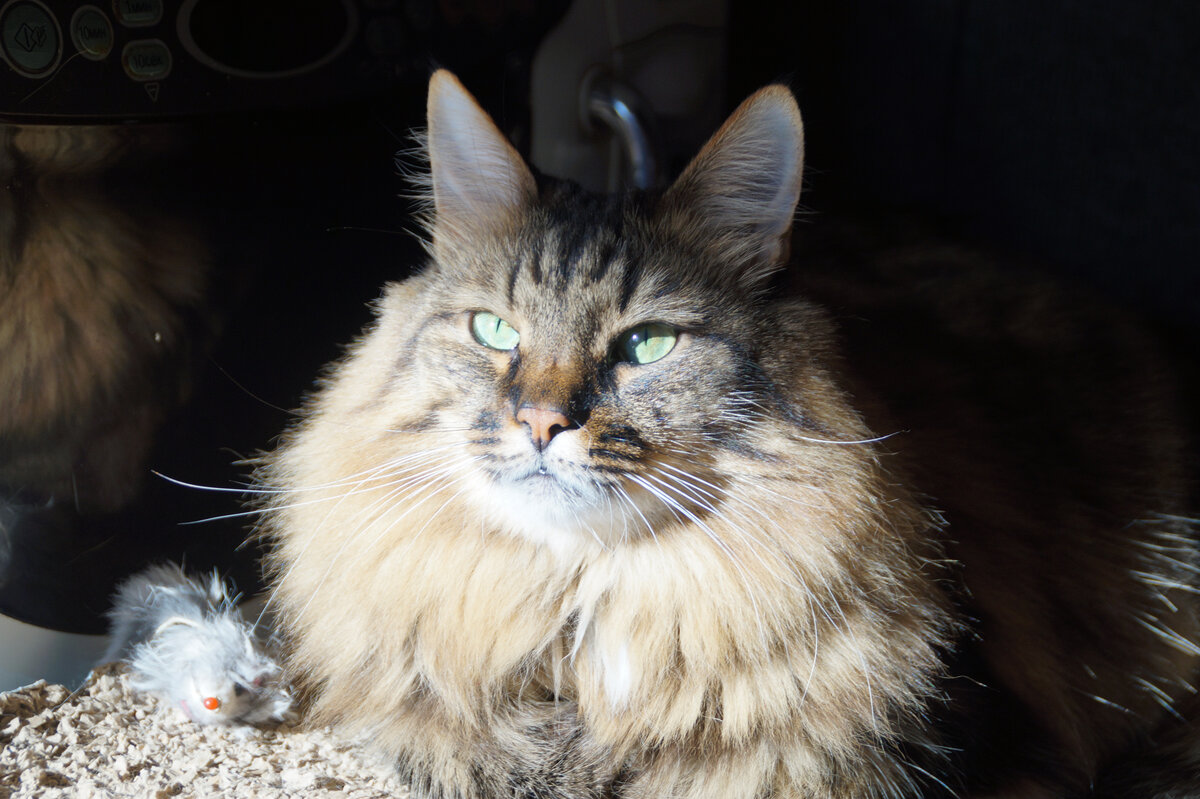 Ну красавец же! 