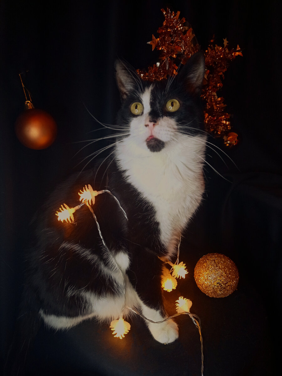 Предновогодний Геральт, живёт там, где вкусно кормят и мягко гладят) 