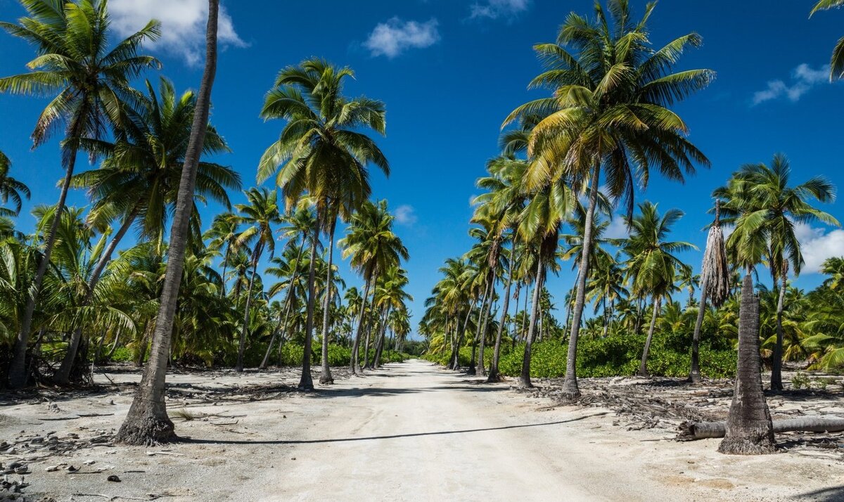 Пальмы осторова Киритимати. Фото с wikipedia.org