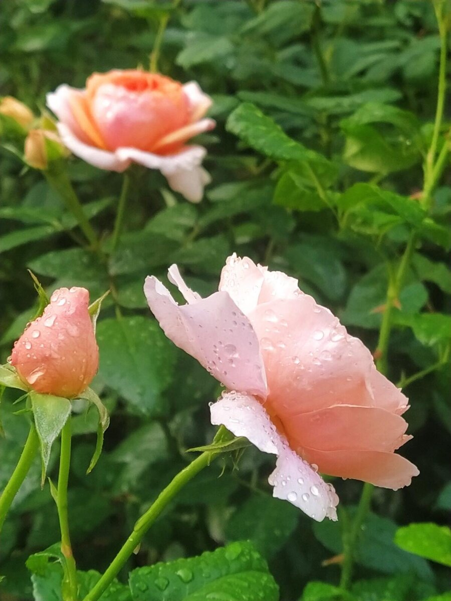 Фото автора Уизли