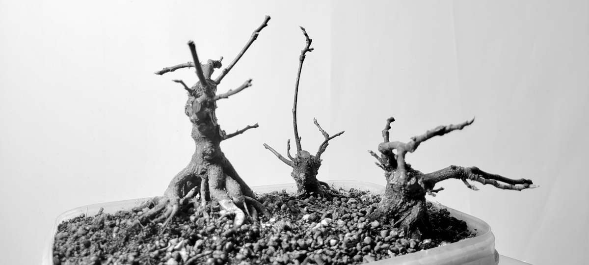 Роща почти готова. Осталось добавить плошку.