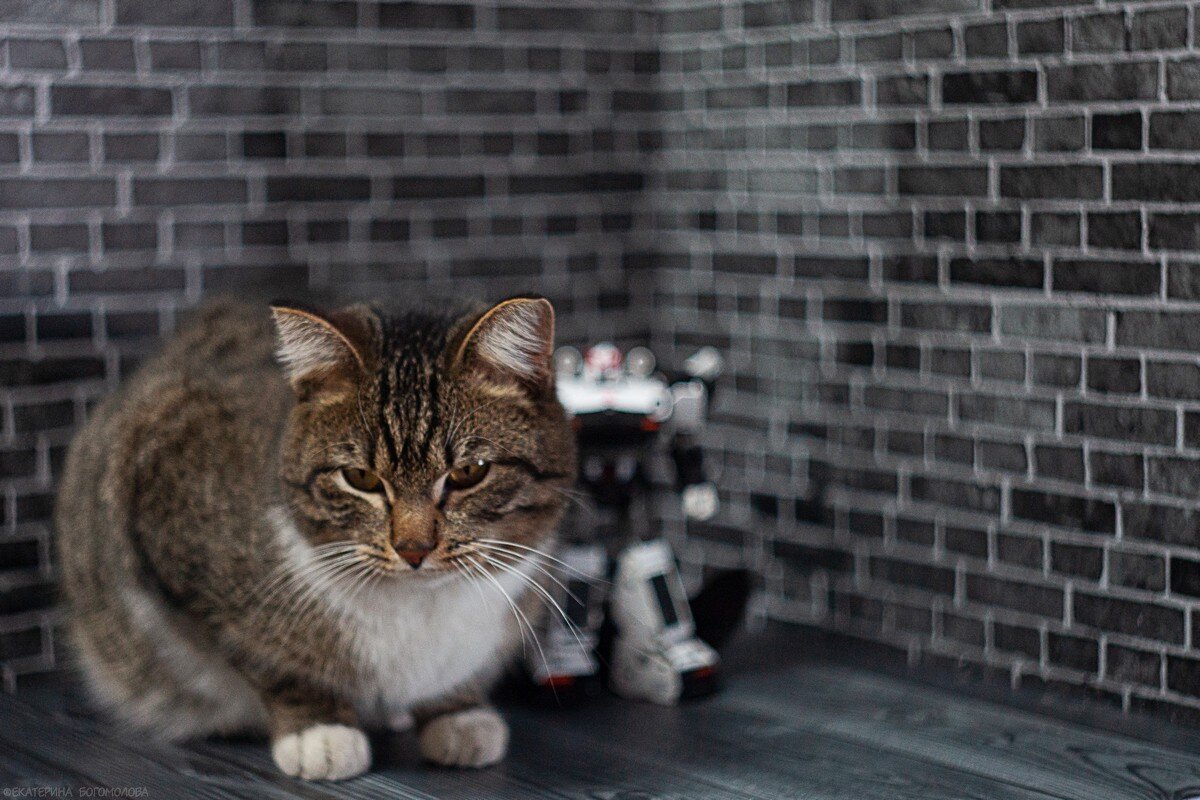 Куда ж без распаковочного зверя?