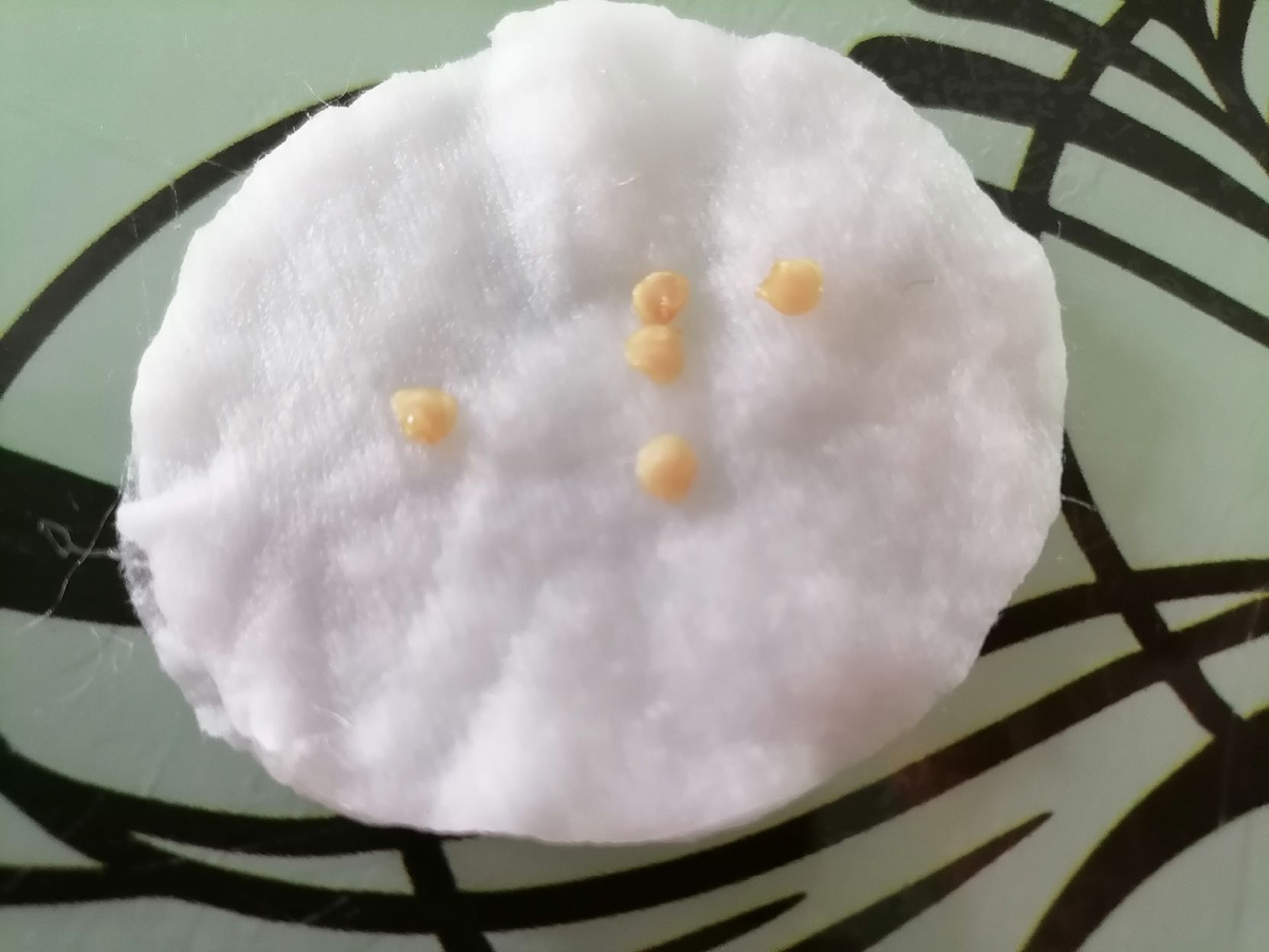 Семена перца Хабанеро, замочены 6 дней назад