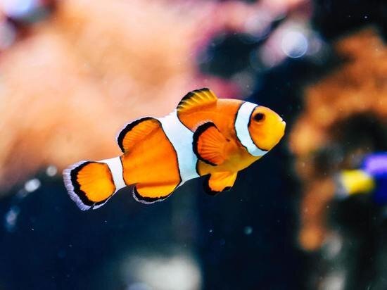     Фото unsplash.com