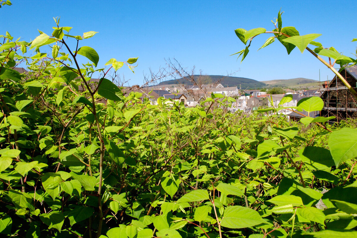     Непобедимый сорняк, разрушающий судьбы: в чем опасность рейнутрии японской, как она выглядит и как её вывести