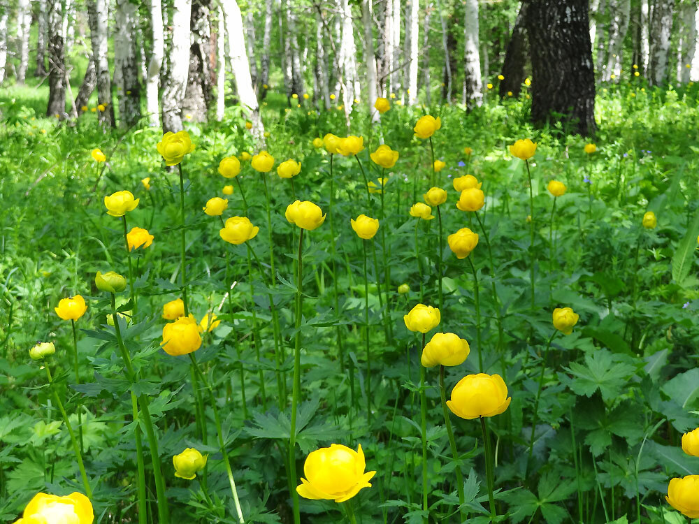 Цветы желтые купальницы фото