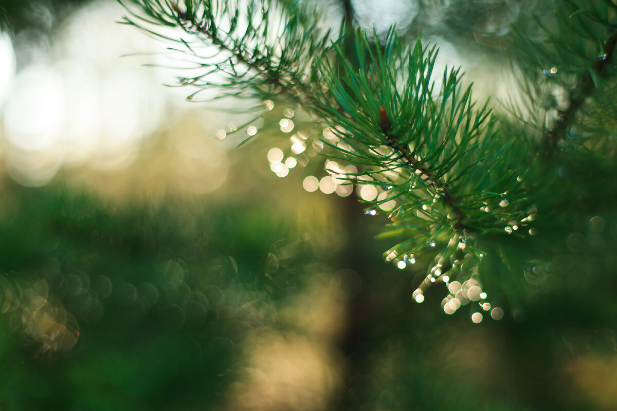 Canon EOS 5D Mark II, 1/250 сек., f/2.0, ISO 200