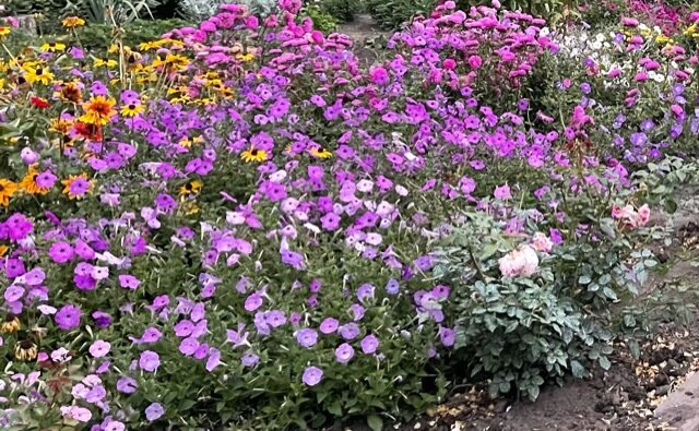 САМОКУЛЬТИВИРОВАННЫЕ ПЕТУНИИ