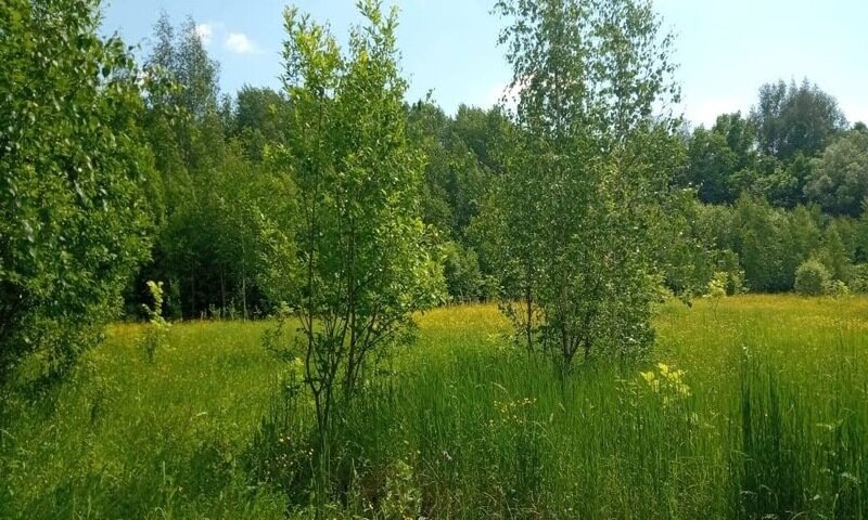 Селемпи. Селемпи. Хайзинберг хозяин деревни. Селемпи. Селемпи.