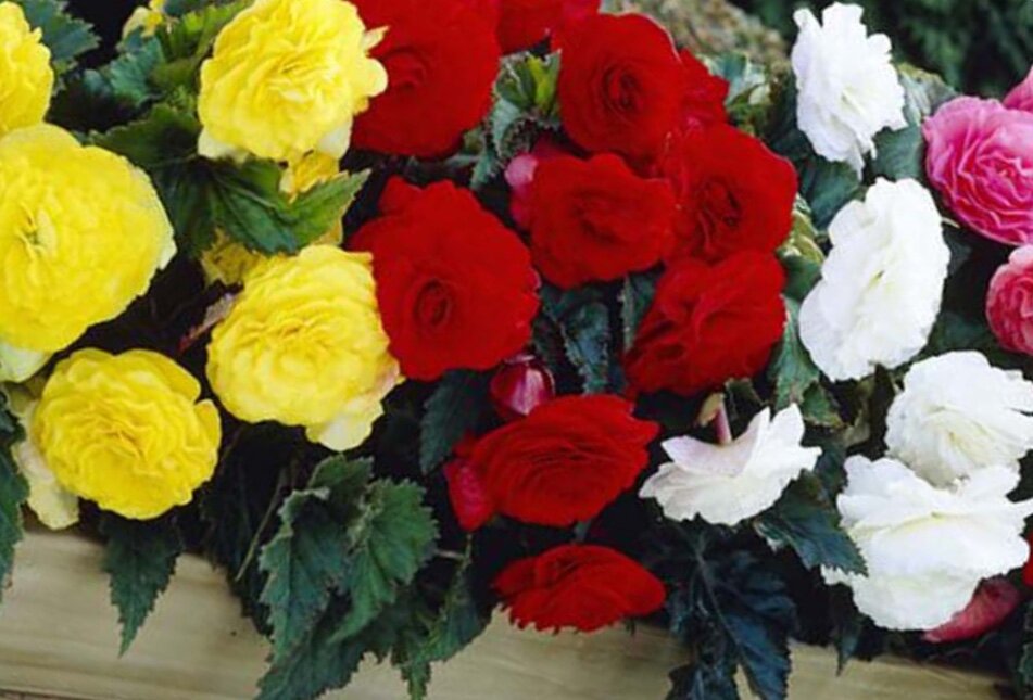 Бегония клубневая 