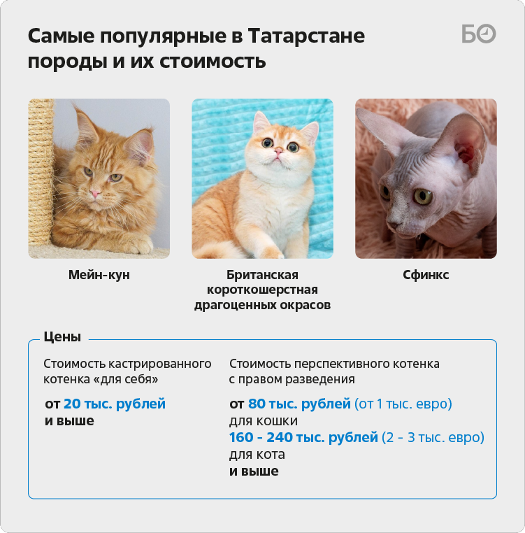 Забрать счастье домой: Кошки из «Люськиного дома» в Казани ждут заботливых хозяев