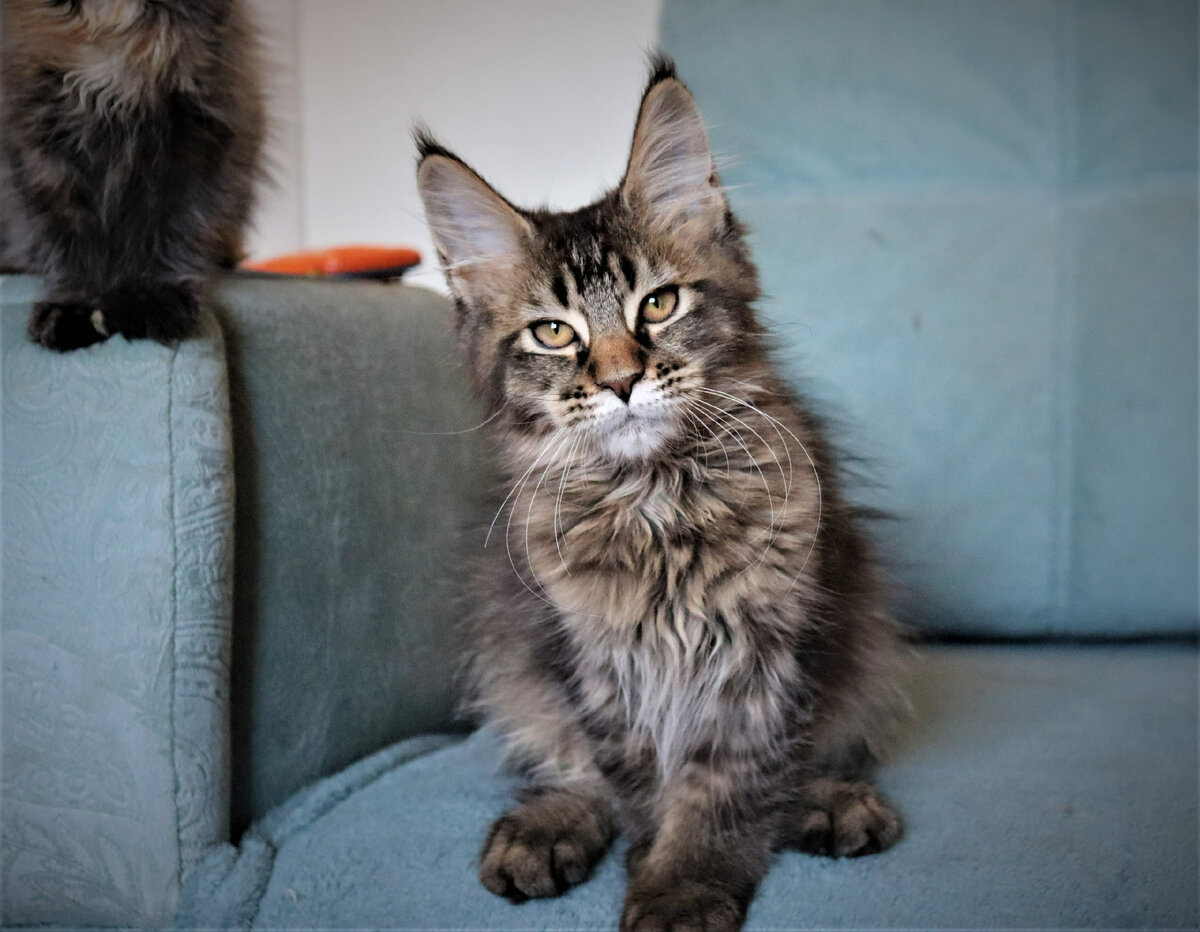 Фото Урсулы в детстве из блога «Мейн-куны из Kotoamatsukami»