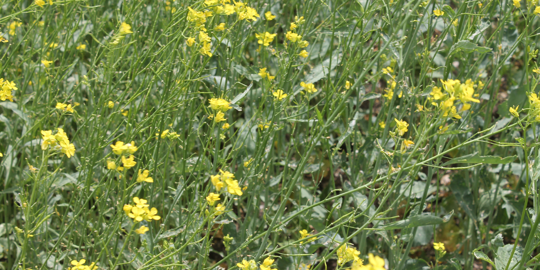 Почему в наших магазинах мало горчичного масла, в США и ЕС оно запрещено? Разъяснил фермер.