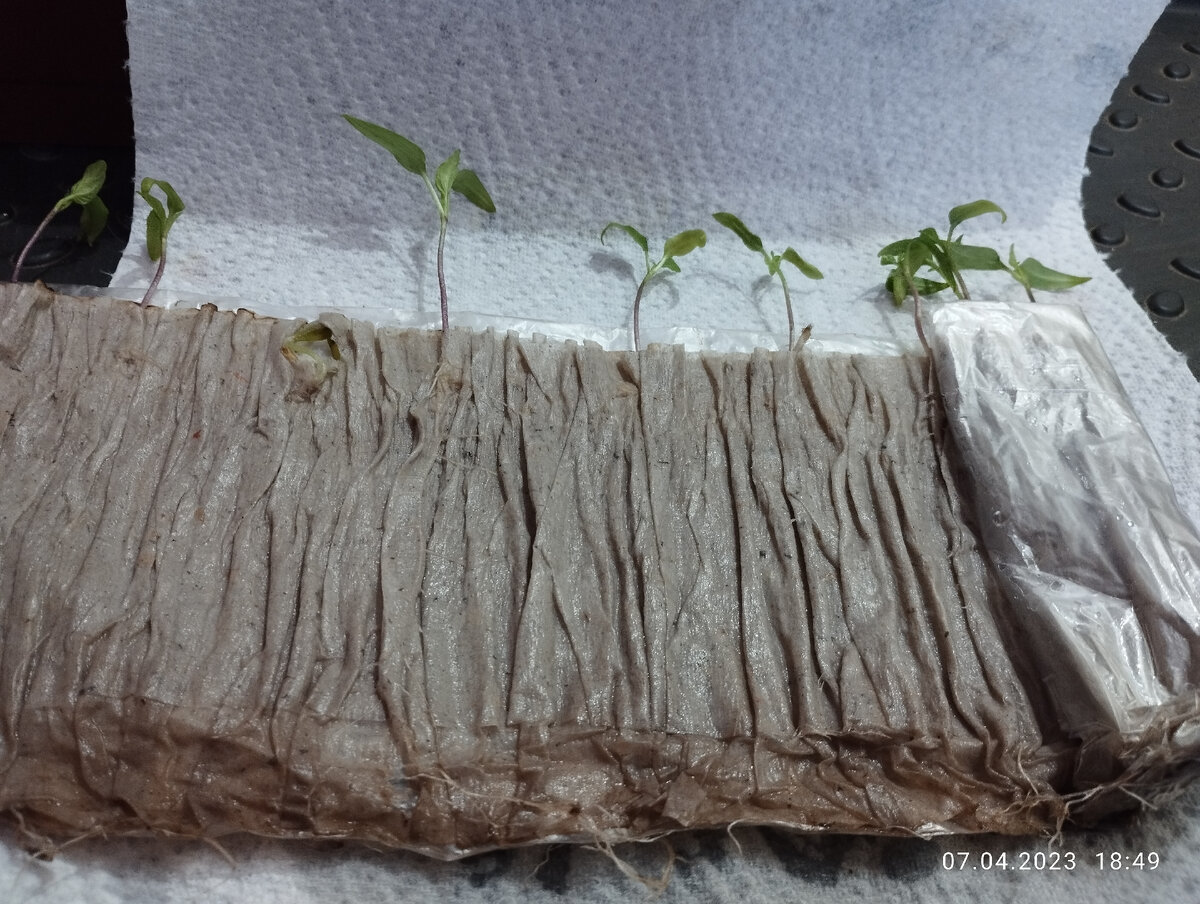 Перцы Рамиро в скрутке, корневая система переросла пакет по высоте и начала закручиваться