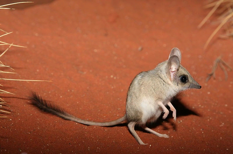 Вот такой вот миленький зверек!