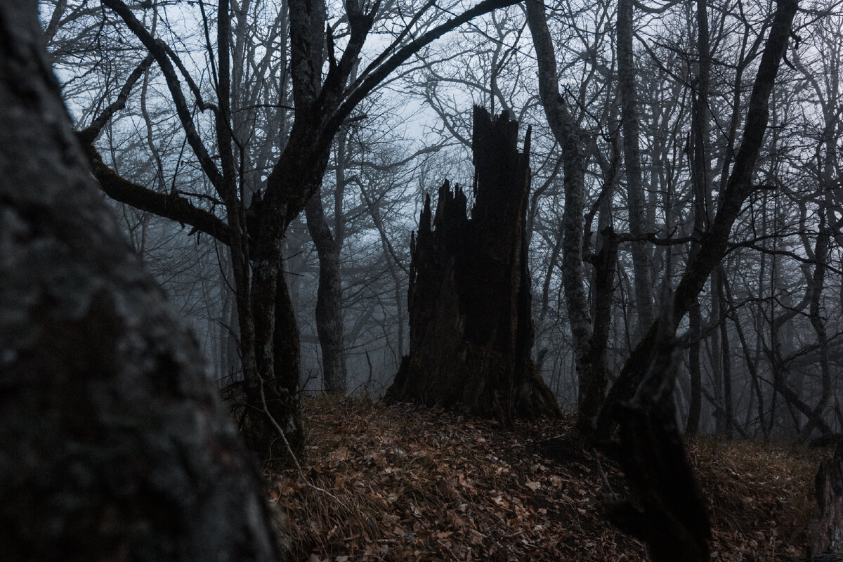 Фото "Лесной храм", сделано мной при восхождении на "Форосский кант", автор: Крымская Сова.