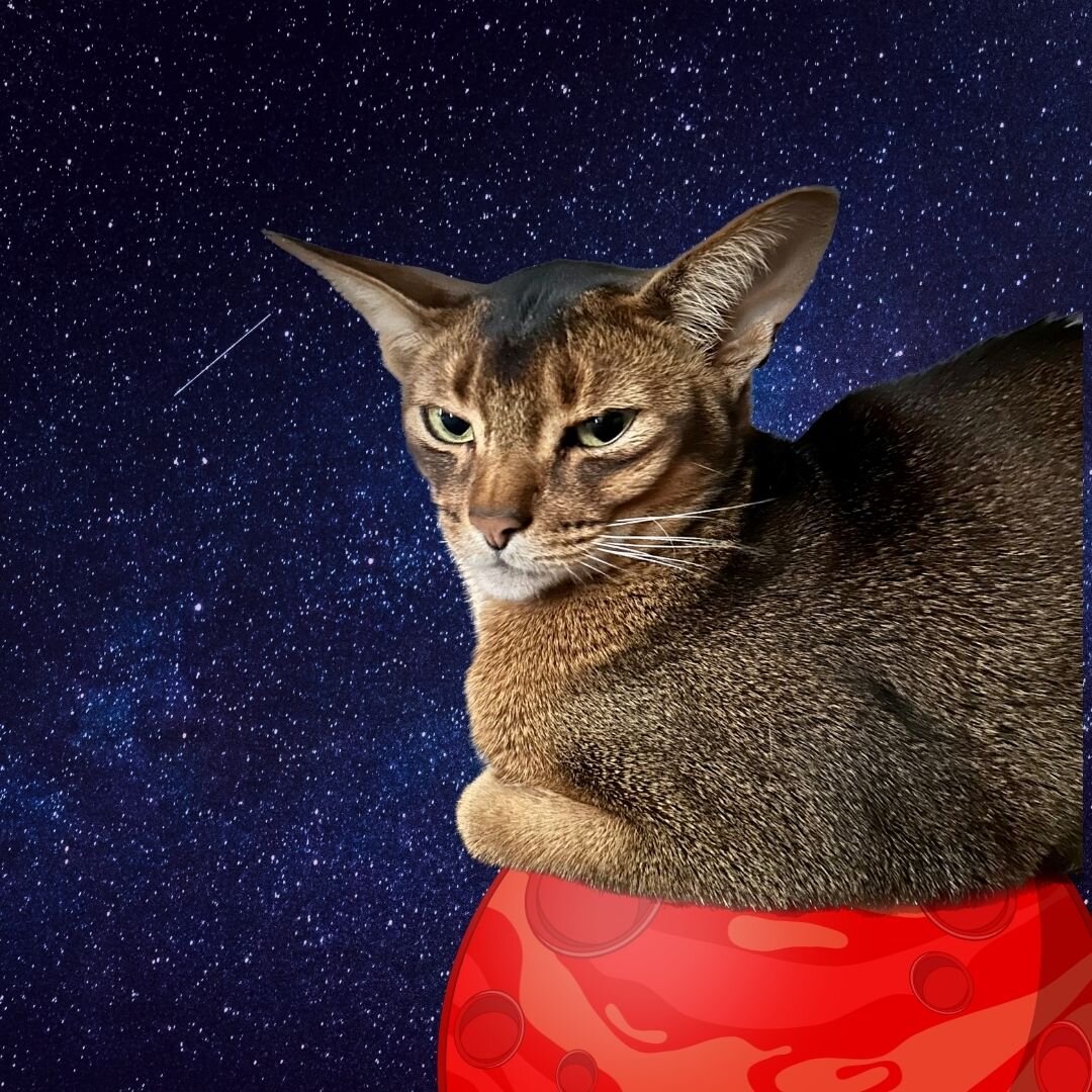 «Никаких!» — как бы намекает месье Кот. 