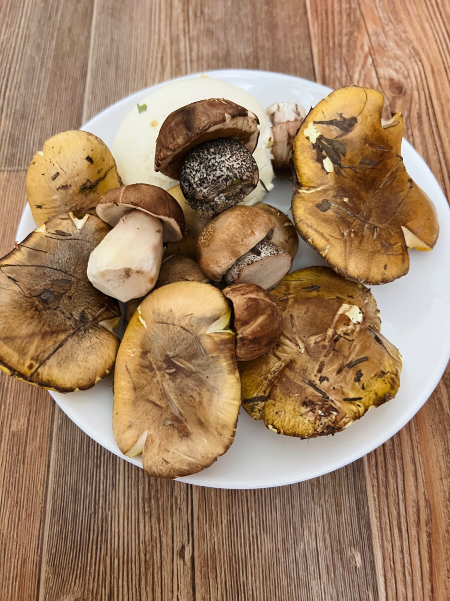 Грибы в Ухте 2023. 