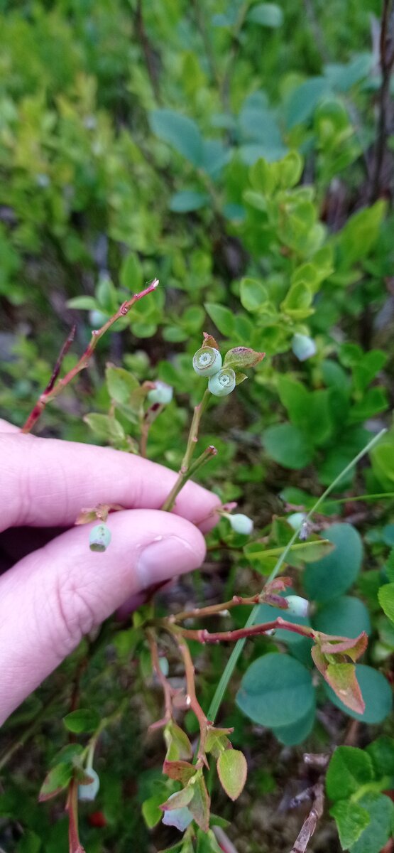 Спеющие ягодки черники