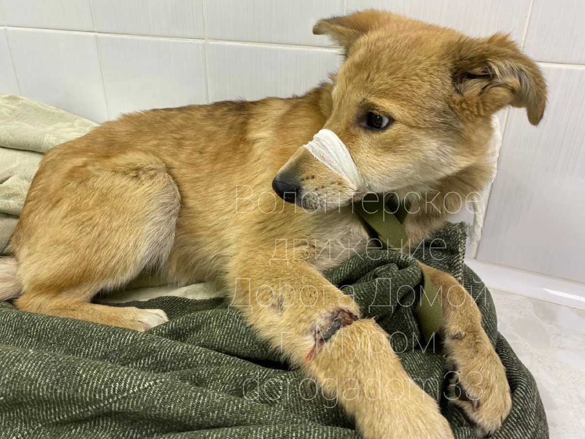 Октябрь 2022.Данко с открытым перелом лапы 