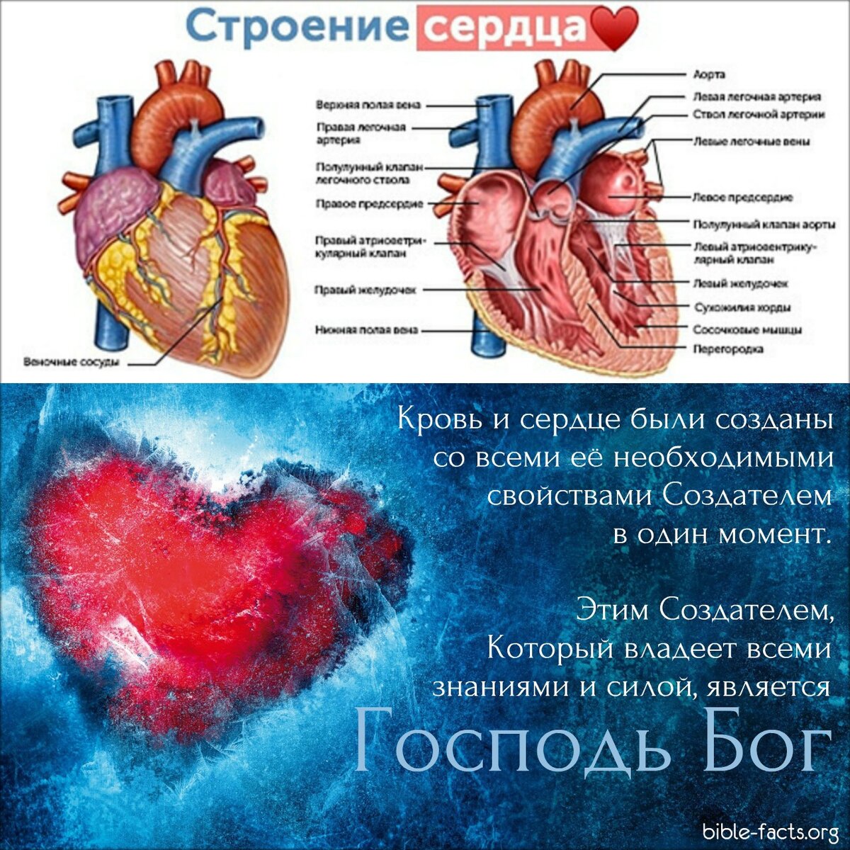 Строение сердца