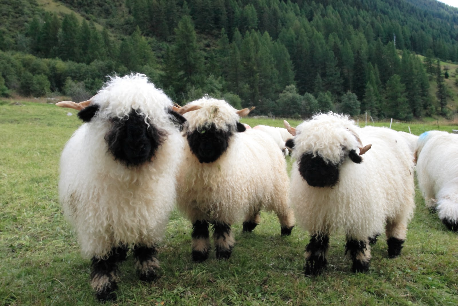 Селекции домашних животных. Тоскана порода овец. Валлийская черноносая порода овец. Новозеландские черноносые овцы. Горная овца Тоскана.