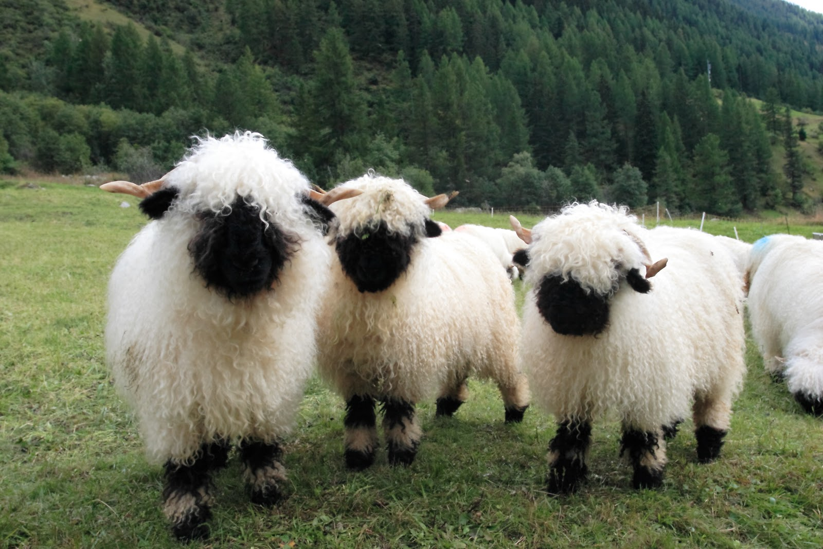 Почему породы. Валлийские черноносые овечки. Черноносые Valais Blacknose. Овцы породы Valais Blacknose. Валлийская черномордая овца.