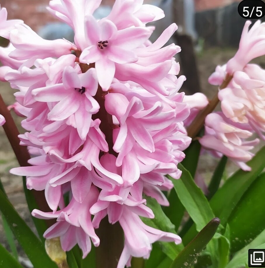 Розовый гиоцинт.