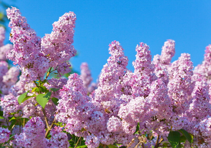 Сирень. (Фото используется по стандартной лицензии ©ogorodnye-shpargalki.ru)