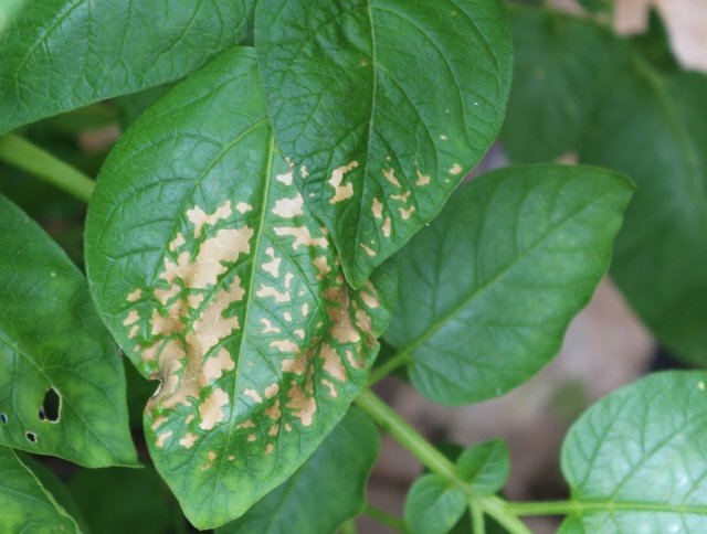 Пятна на листьях картошки. Пятна на листьях картошки. Альтернариоз (темно-бурая пятнистость) подсолнечника. Пятна на листьях картошки. Альтернариоз петунии.