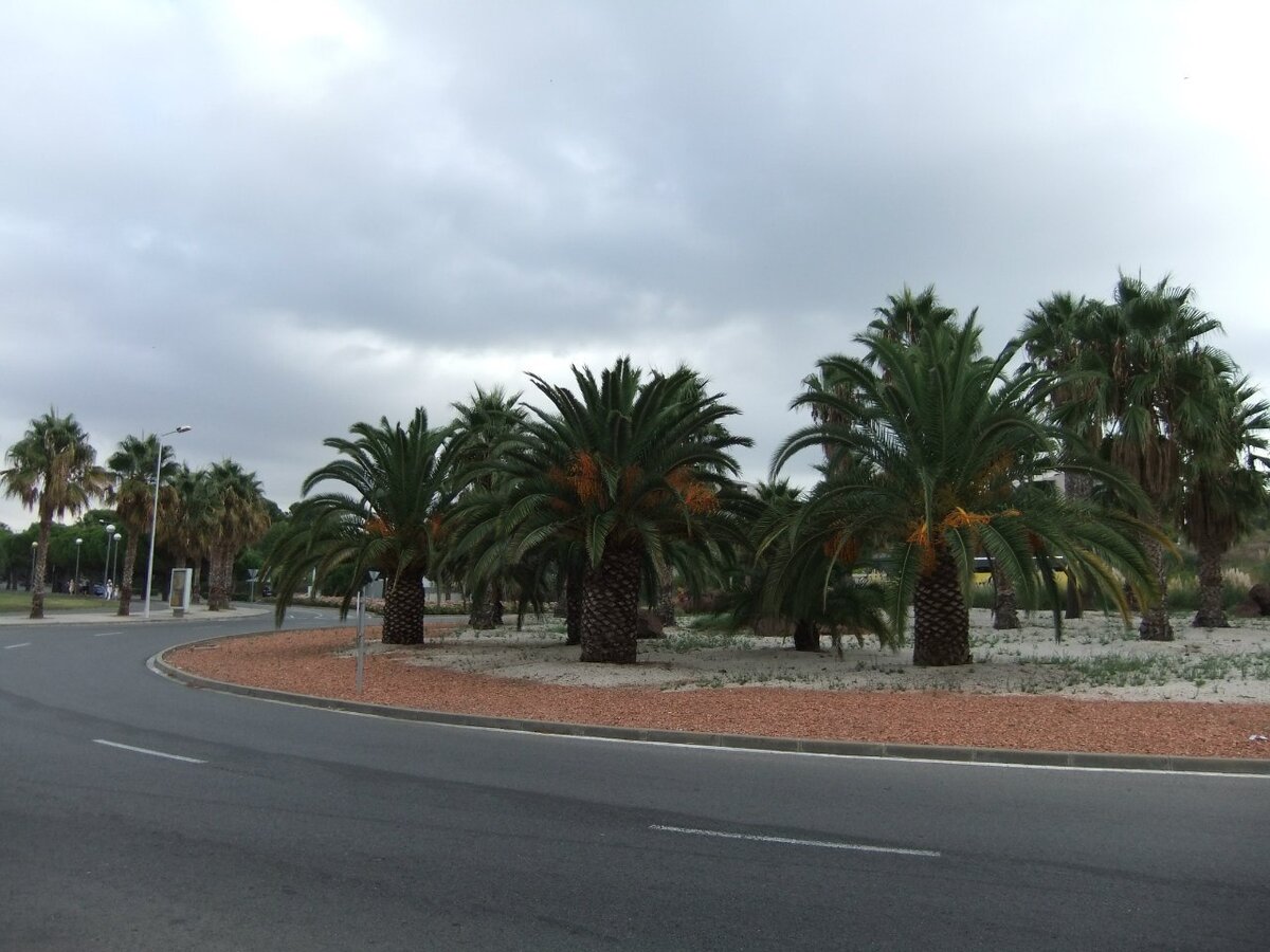 Пальмы в Салоу (Фото автора статьи)