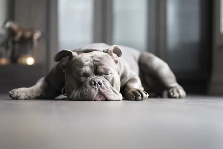 Интересно, о чем мечтают псы? Источник: https://unsplash.com/