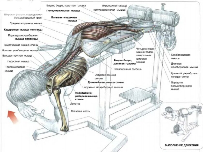 Если у вас есть проблемы с давлением, исключите упражнения вниз головой. Источник: Ф. Делавье 《Анатомия силовых упражнений для мужчин и женщин》.