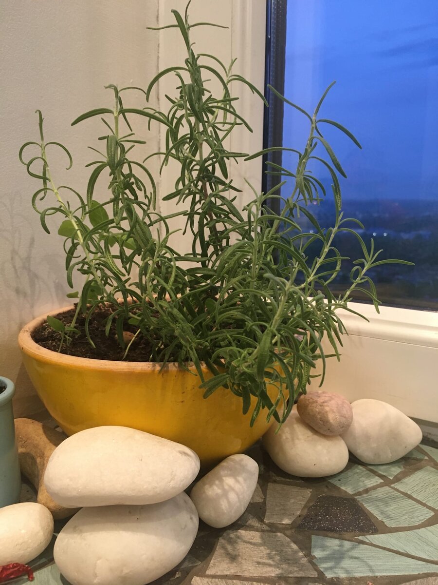 Розмарин на кухонном подоконнике 