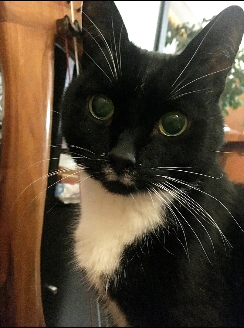 Вот так он выглядит. Немного на моего Суренчика похож, только с ушами