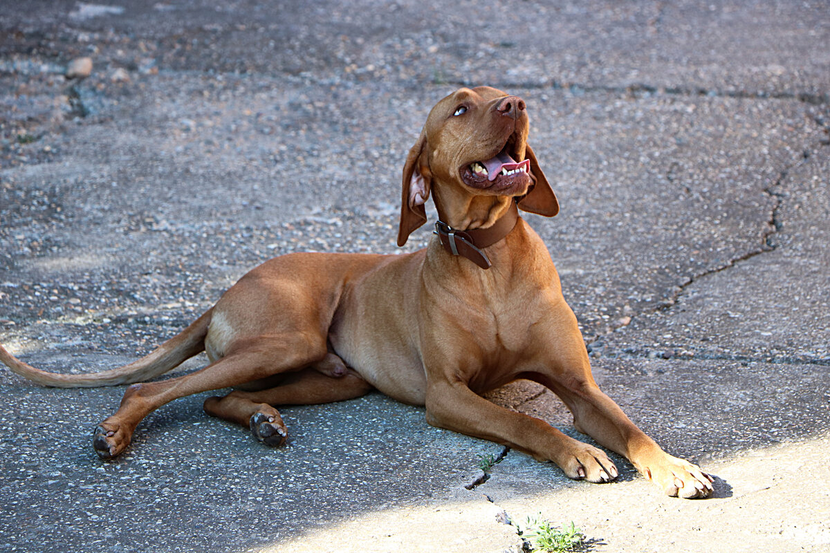 Собака не способна рассматривать гостей, как угрозу.